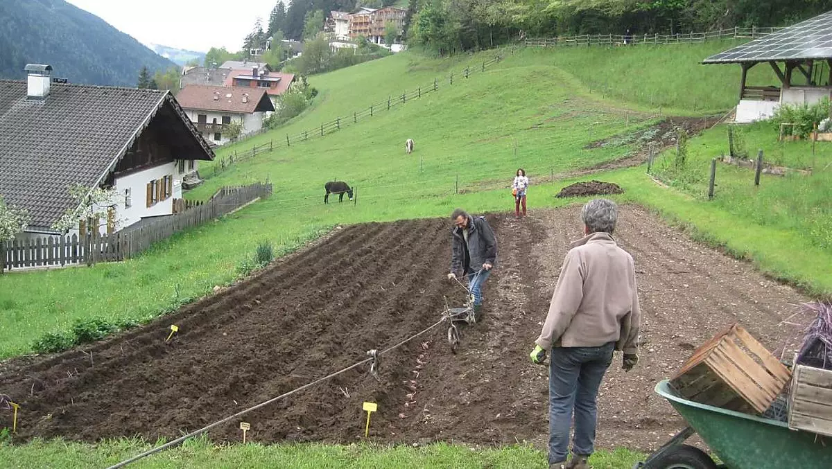 Piantare patate in primavera