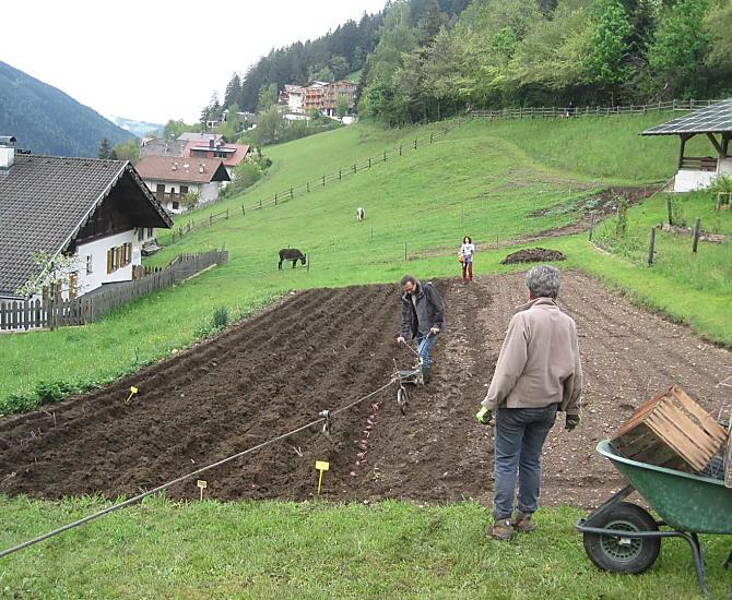 Piantare patate in primavera