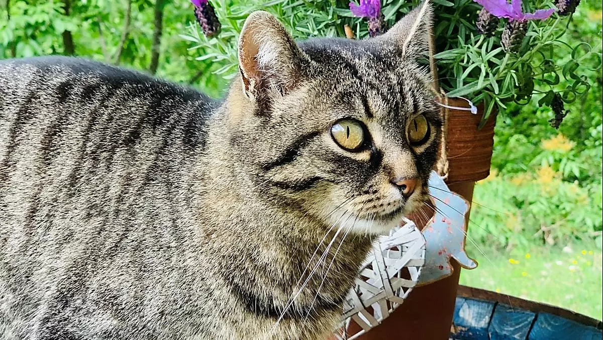La nostra gatta Stella