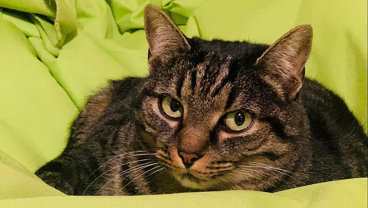 La nostra gatta Kitty
