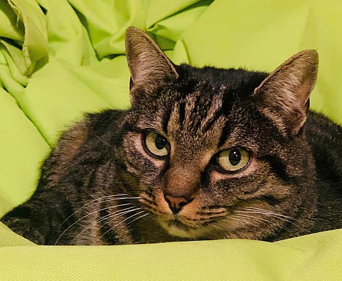 La nostra gatta Kitty