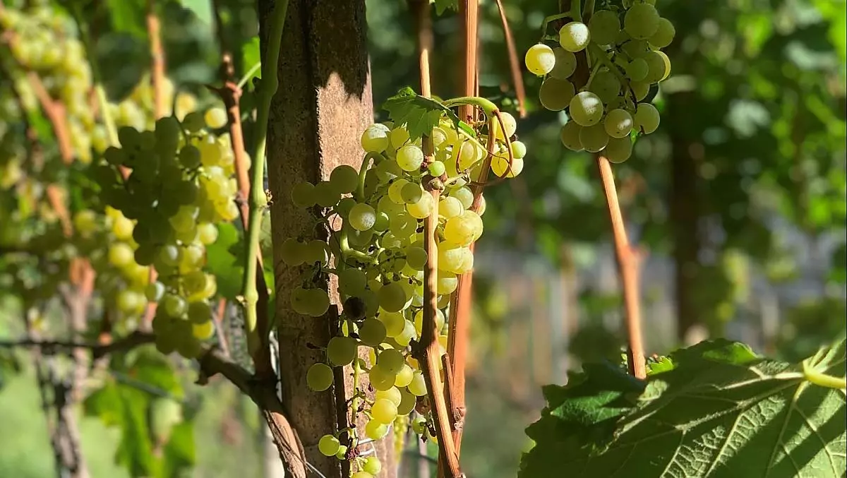 Uva dal vigneto