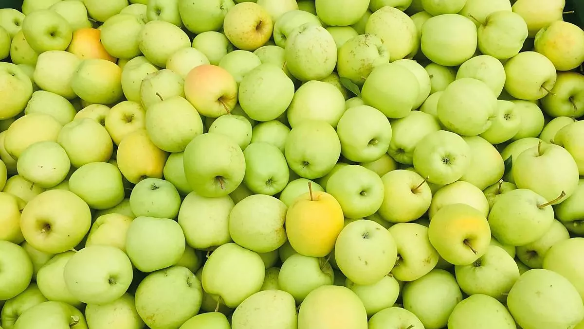 La nostra Golden Delicious.