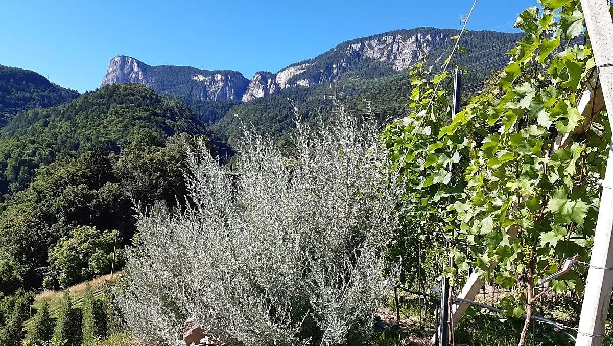 Cespuglio di assenzio nel vigneto con vista sul Monte Macaion