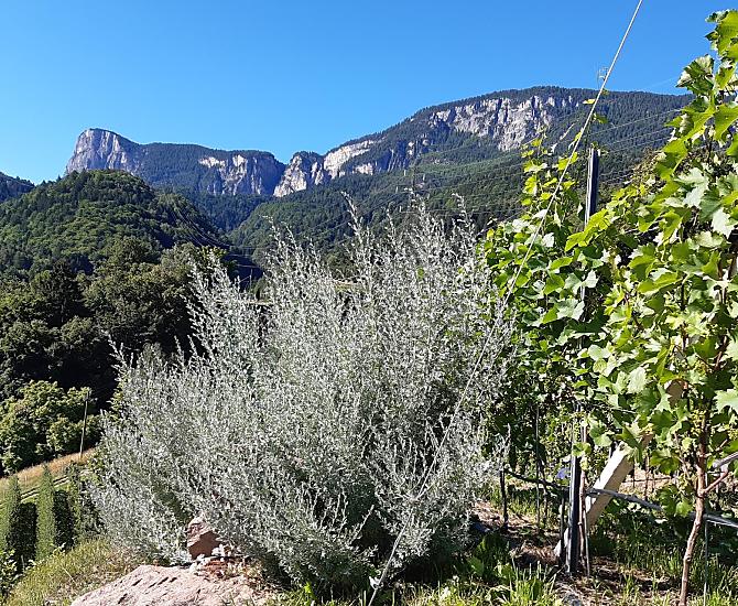 Cespuglio di assenzio nel vigneto con vista sul Monte Macaion