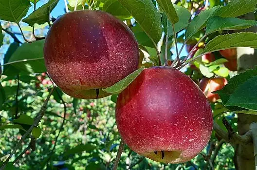 Le Morgenduft poco prima del raccolto