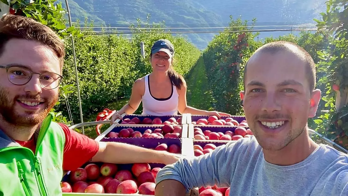 In agosto, durante la raccolta delle mele Gala