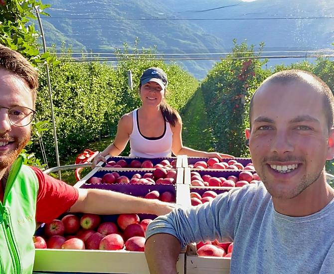 In agosto, durante la raccolta delle mele Gala