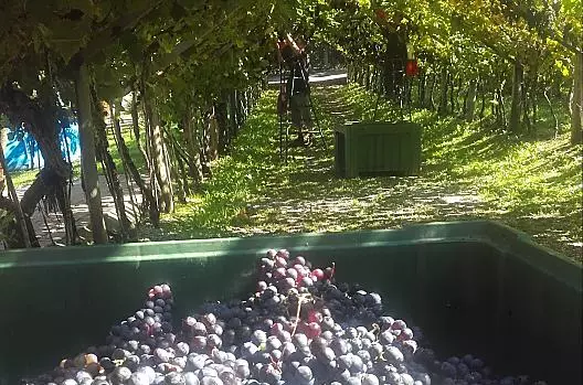 Vendemmia
