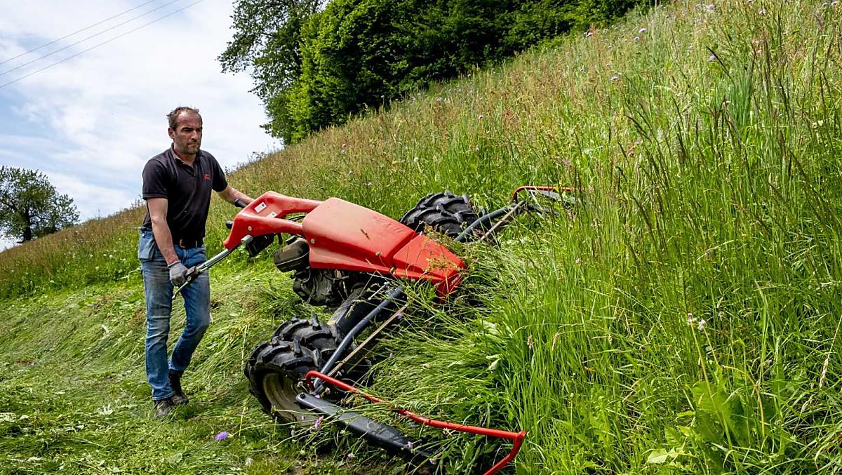 I prati scoscesi vengono falciati con una falciatrice e in parte con una falce, mentre in primavera e in autunno il bestiame giovane viene fatto pascolare.