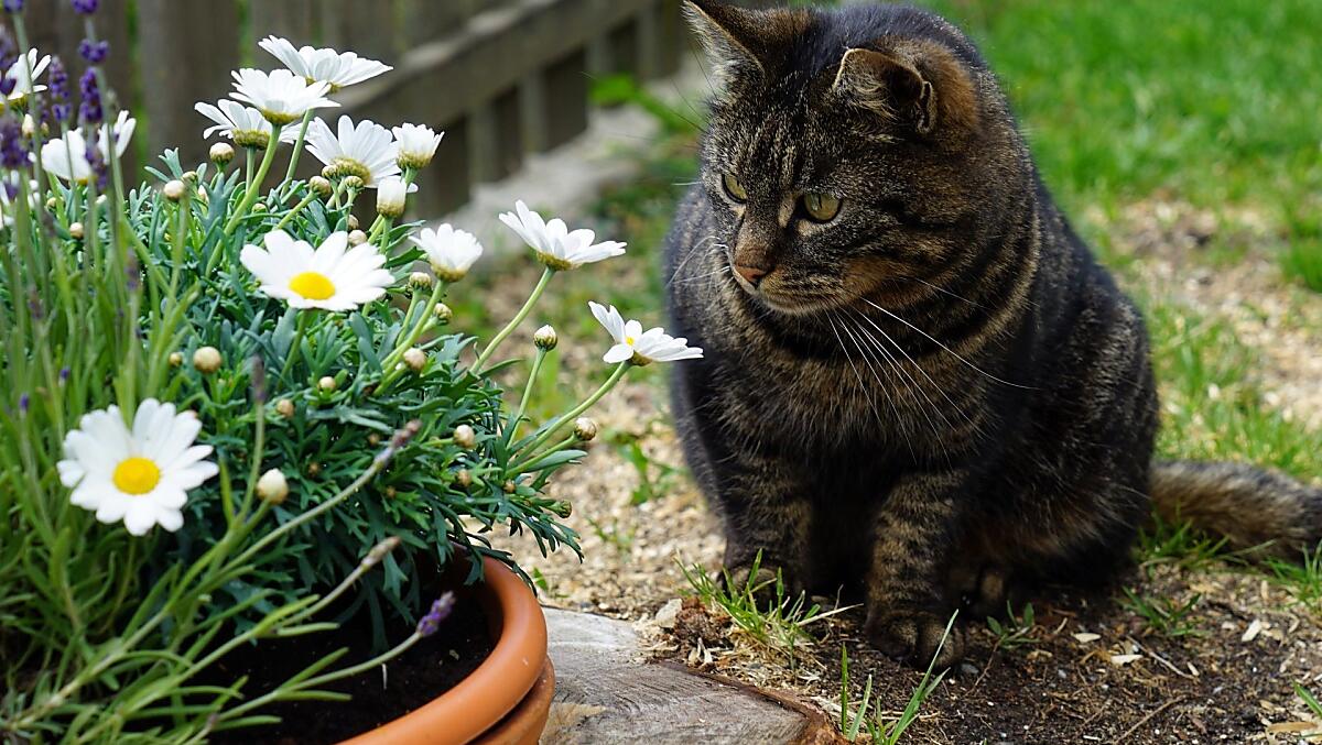 Questo è Schnurri. Schnurri vive nel nostro maso con sua sorella Lilli dal 2008. È un gatto molto coccolone e pigro.