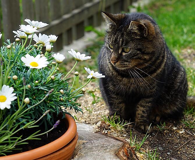 Questo è Schnurri. Schnurri vive nel nostro maso con sua sorella Lilli dal 2008. È un gatto molto coccolone e pigro.
