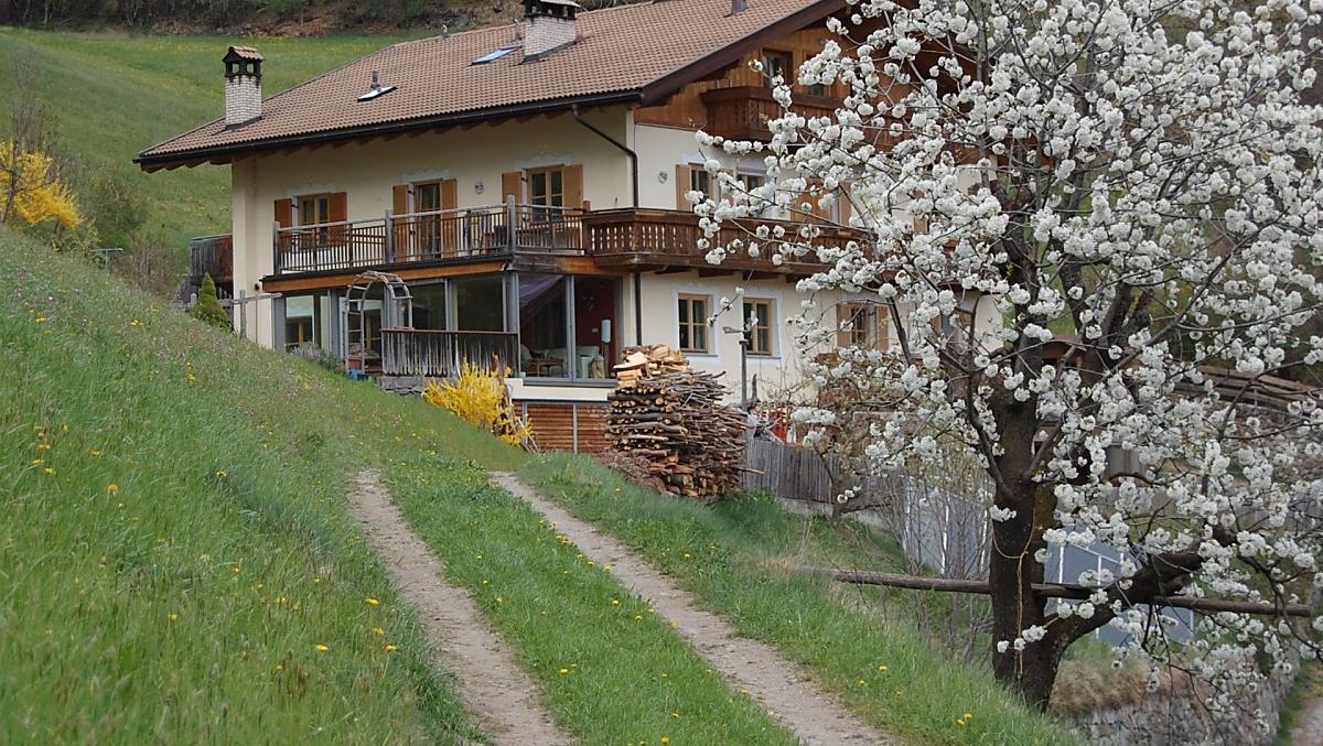 Quando a primavera il nostro ciliegio inizia a fiorire…