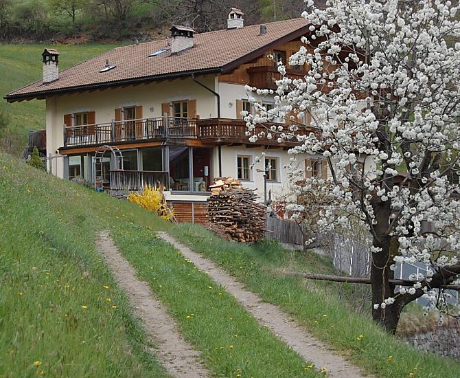 Quando a primavera il nostro ciliegio inizia a fiorire…