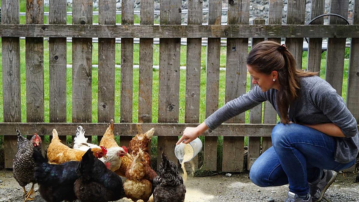 Il contadino Walli dà da mangiare alle galline ogni giorno. Nel nostro maso vivono 25 galline e due galli.