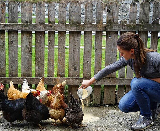 Il contadino Walli dà da mangiare alle galline ogni giorno. Nel nostro maso vivono 25 galline e due galli.