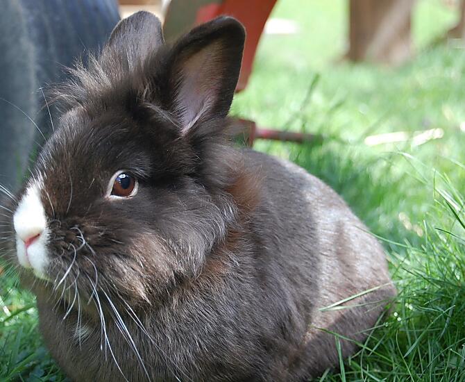 Il nostro coniglietto Blacky.