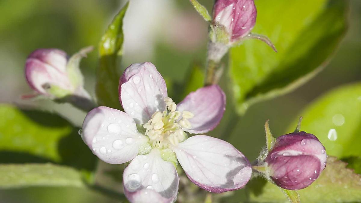 Fiori di melo in primavera