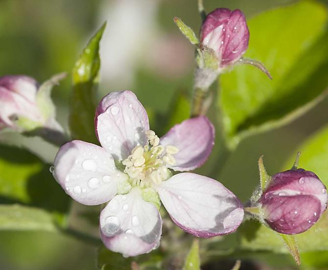 Fiori di melo in primavera