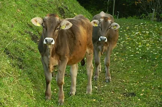 Figisterhof - Liste Photo