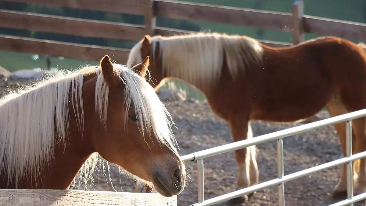I nostri cavalli Haflinger si rilassano al sole.