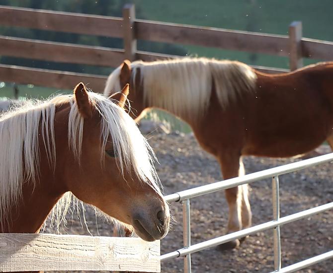 I nostri cavalli Haflinger si rilassano al sole.