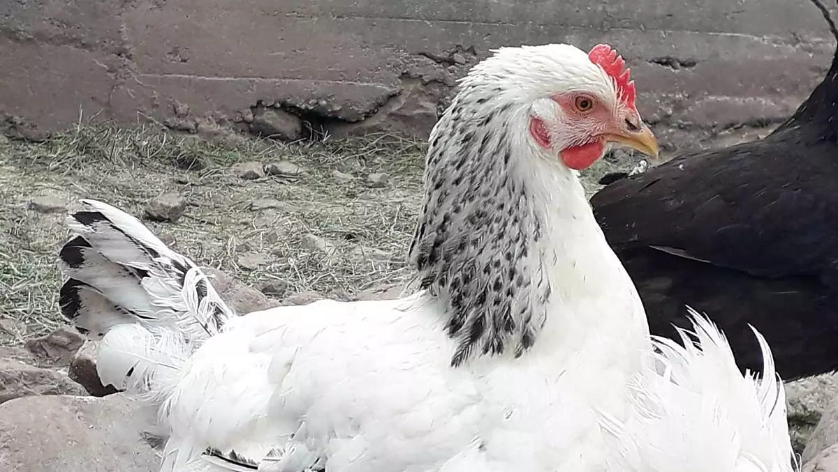galline felici