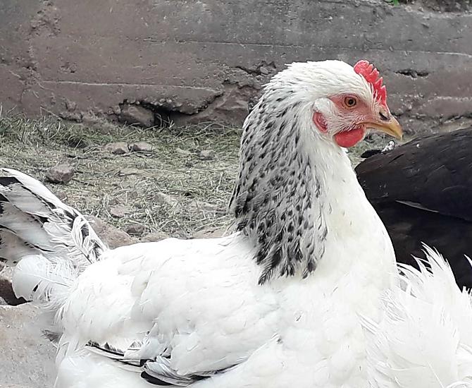 galline felici