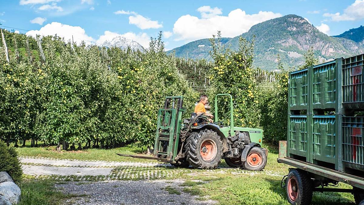 Caricare le casse di mele