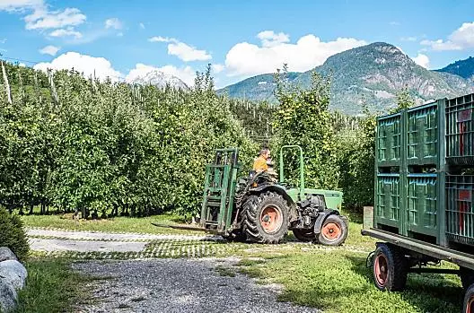 Caricare le casse di mele