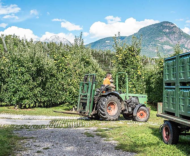 Caricare le casse di mele