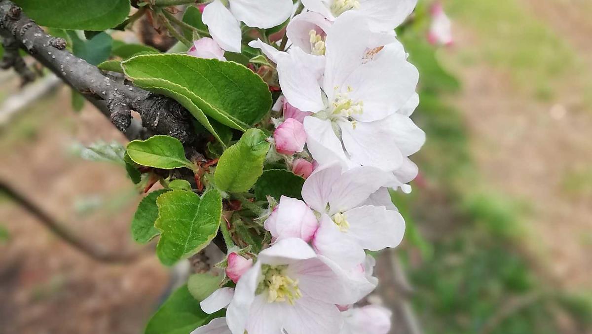 Fiori di melo