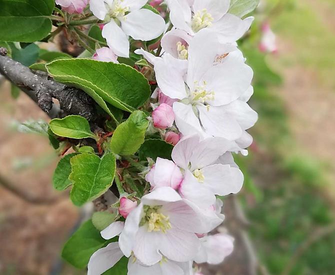 Fiori di melo