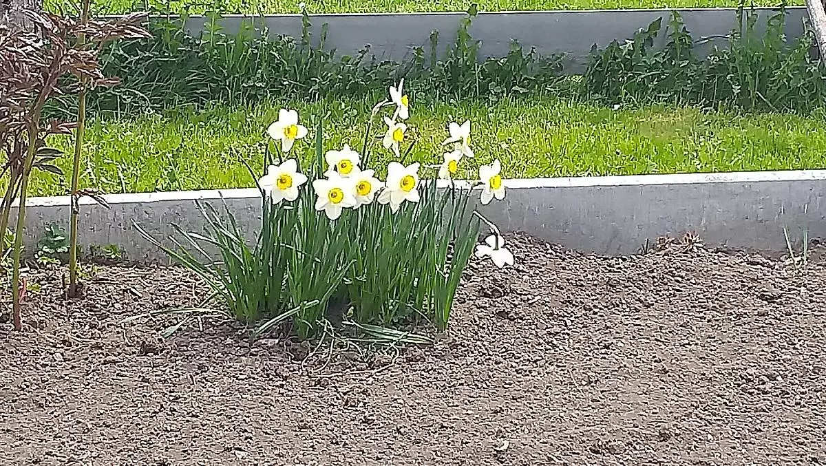 I primi fiori in giardino