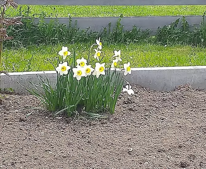 I primi fiori in giardino