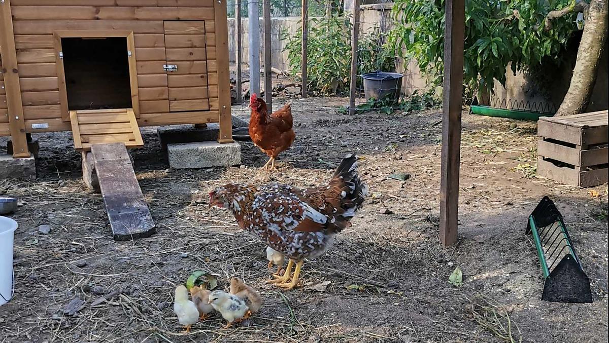 Le nostre galline felici. 