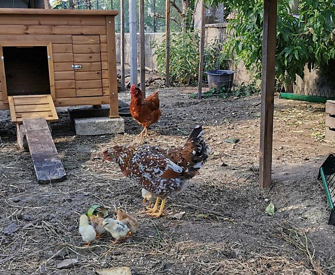 Le nostre galline felici. 