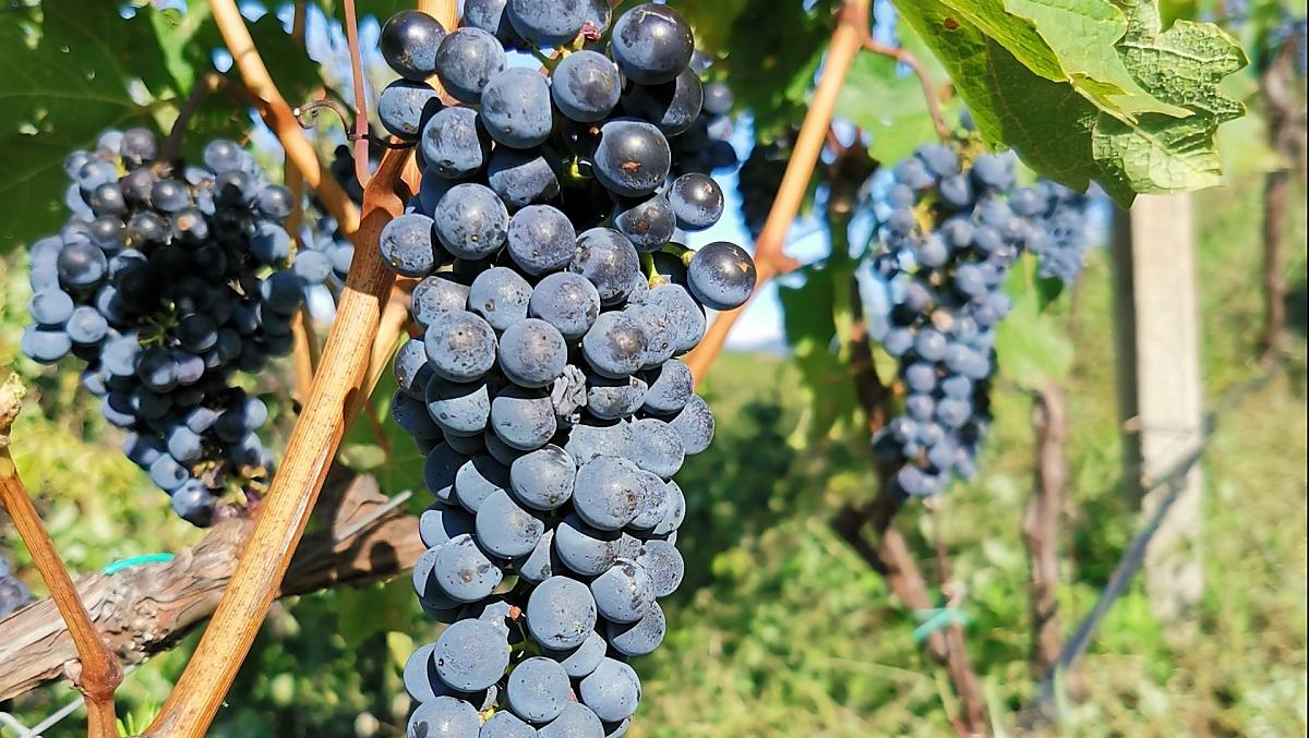 Le nostre uve Cabernet poco prima della vendemmia