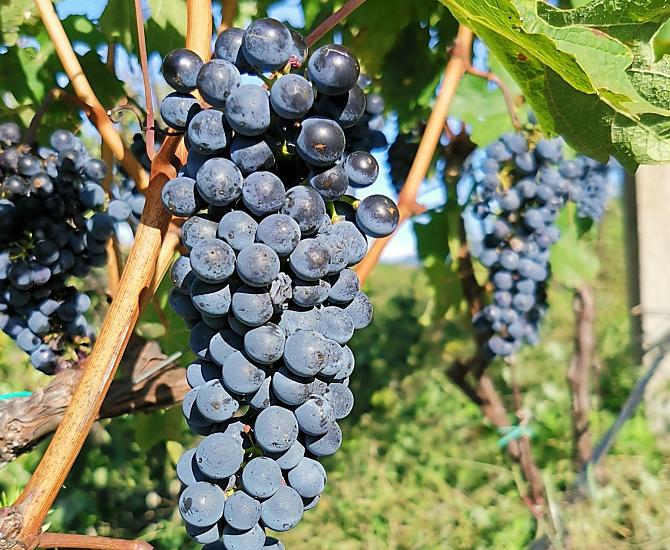 Le nostre uve Cabernet poco prima della vendemmia