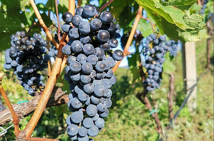 Le nostre uve Cabernet poco prima della vendemmia