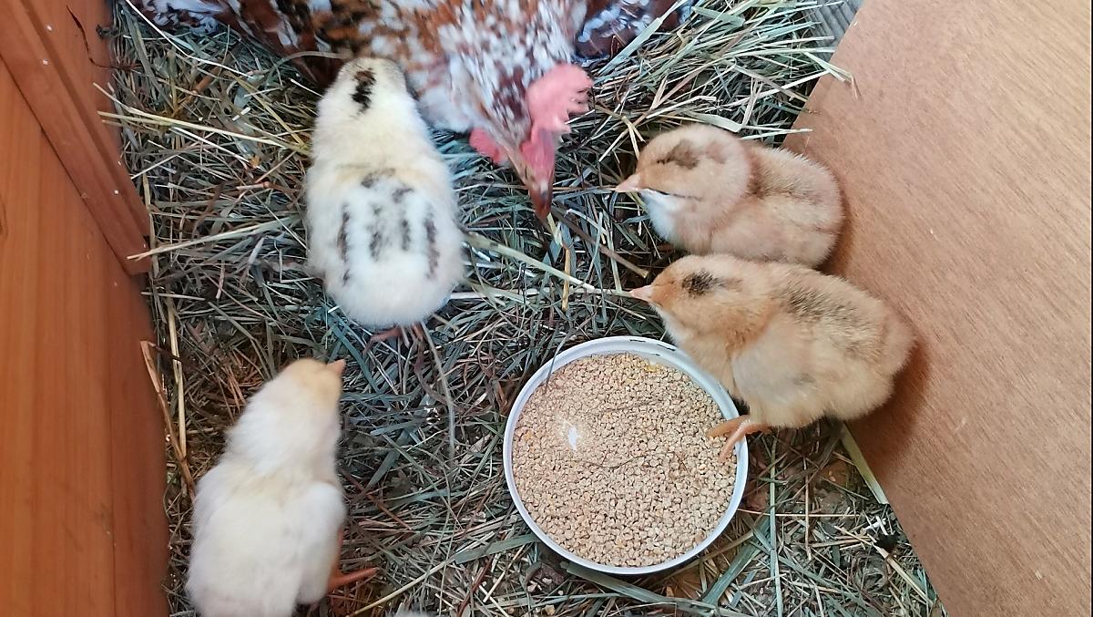 La gallina Henriette con i suoi pulcini
