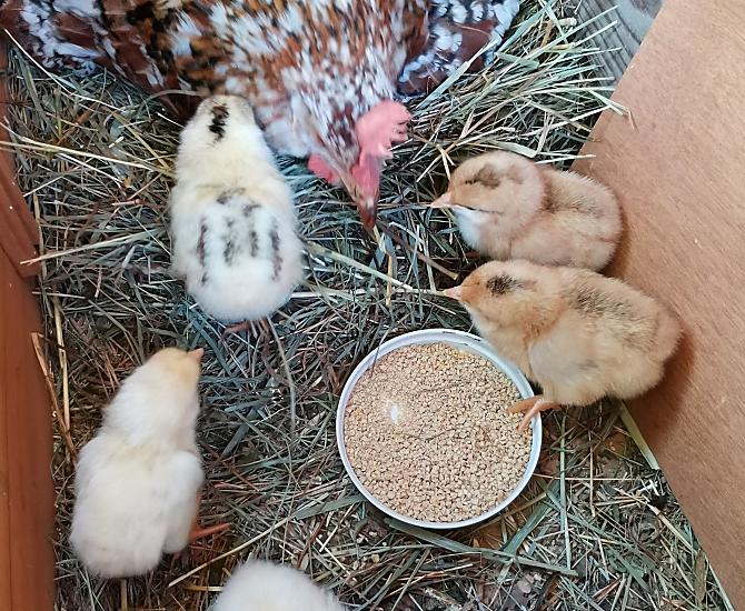 La gallina Henriette con i suoi pulcini
