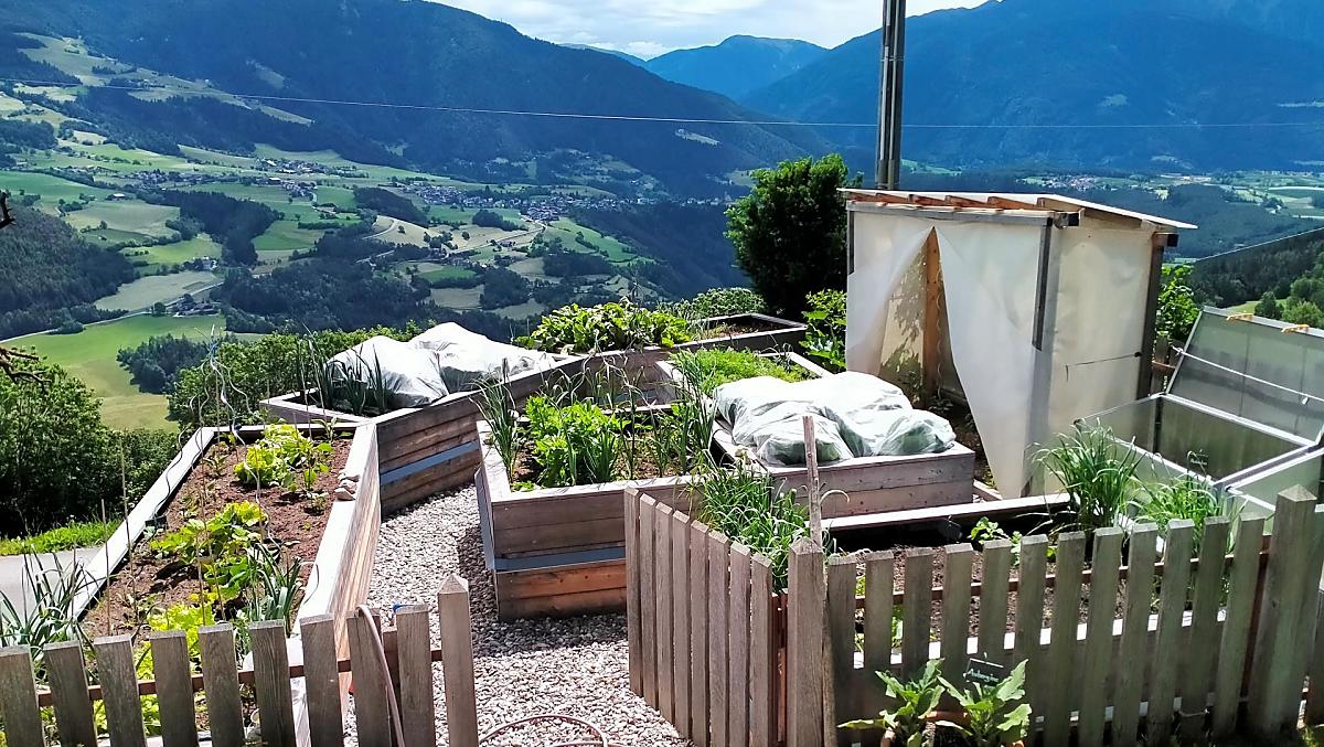 Verdure dell'orto