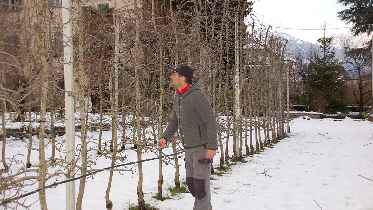 Potatura degli alberi
