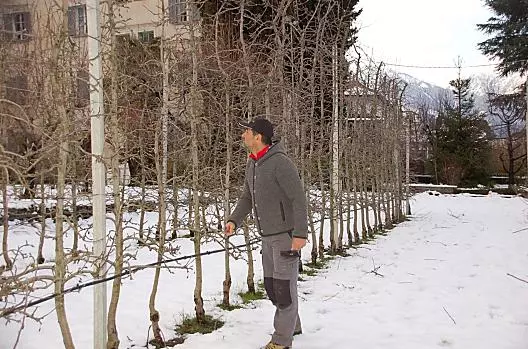 Potatura degli alberi