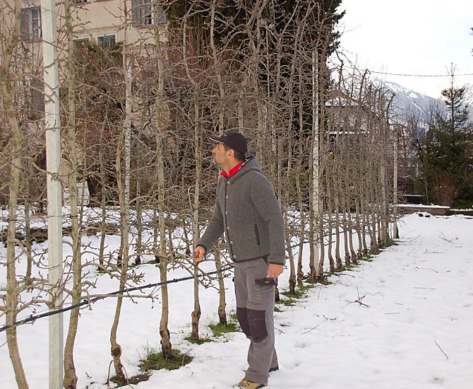 Potatura degli alberi