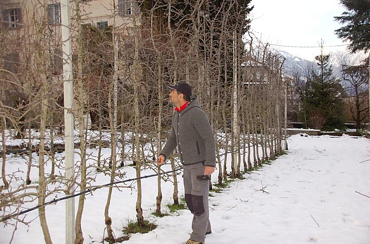 Potatura degli alberi