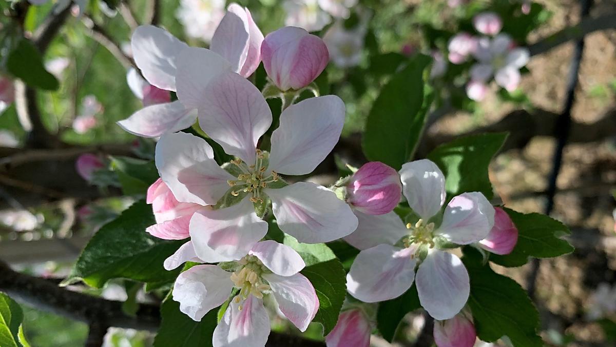 Fiori di melo