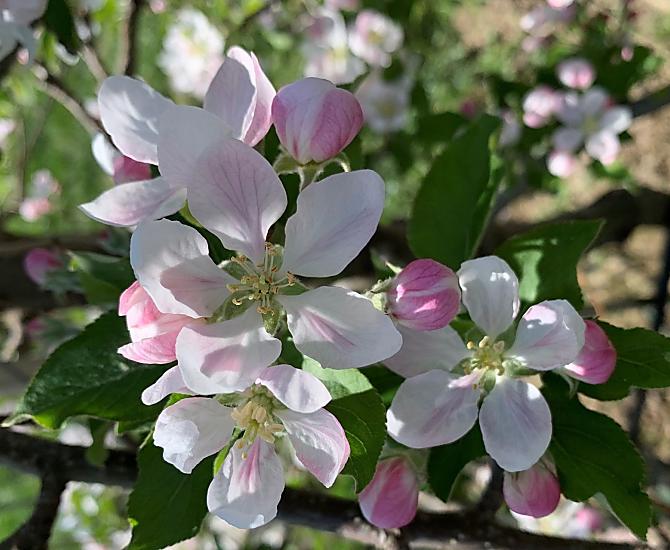 Fiori di melo