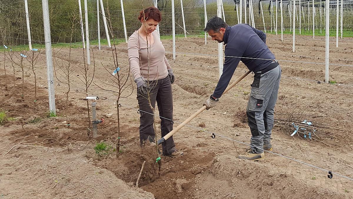 Piantare alberi
